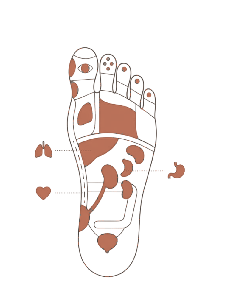 Foot reflexology diagram
